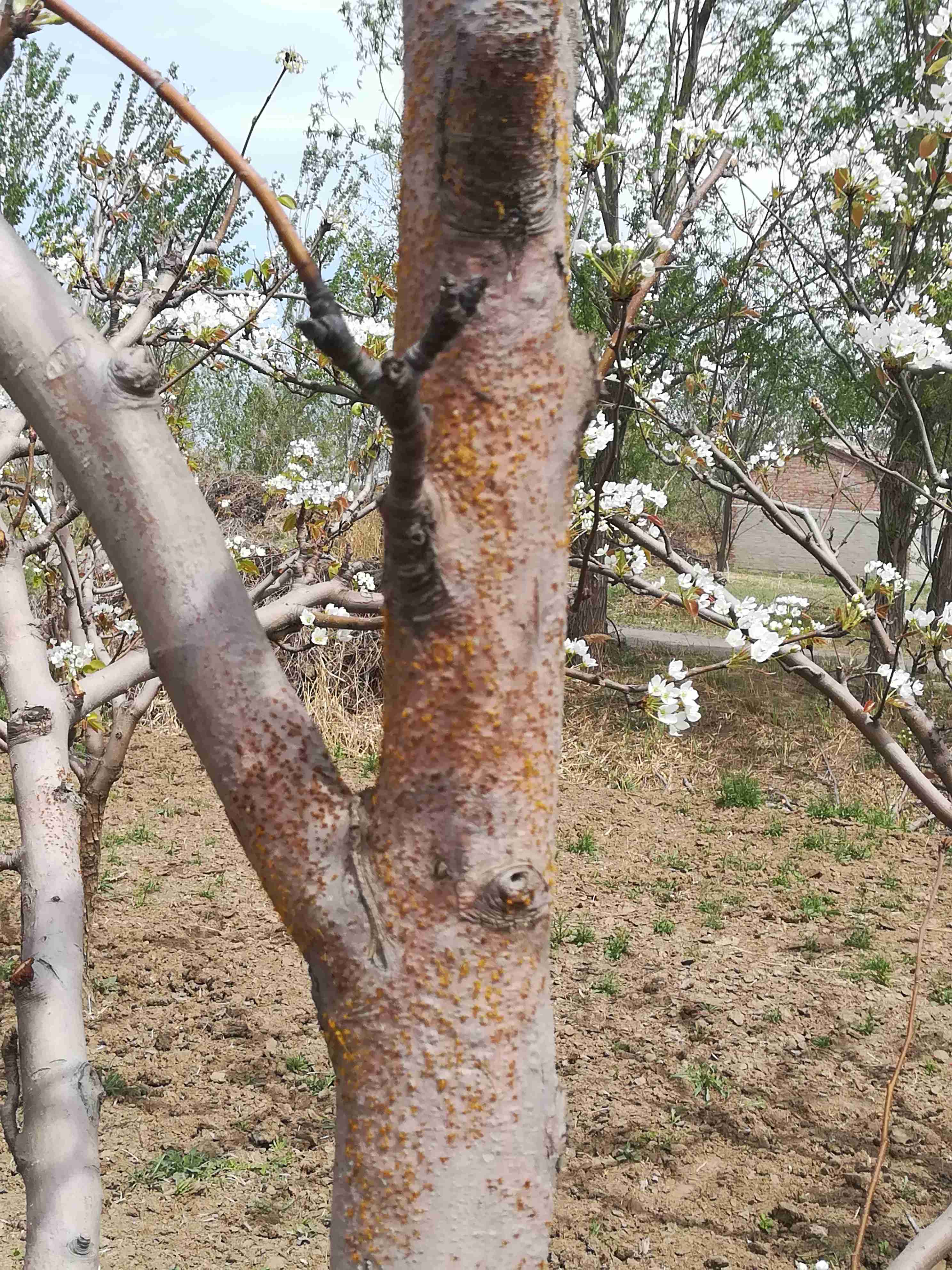 梨树定干高度图片