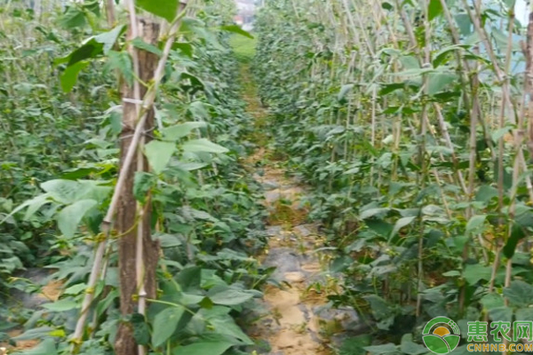 豆角生虫原因和防治土方法-图片版权归惠农网所有