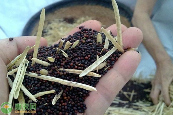 湖南菜籽油价格多少钱一斤？