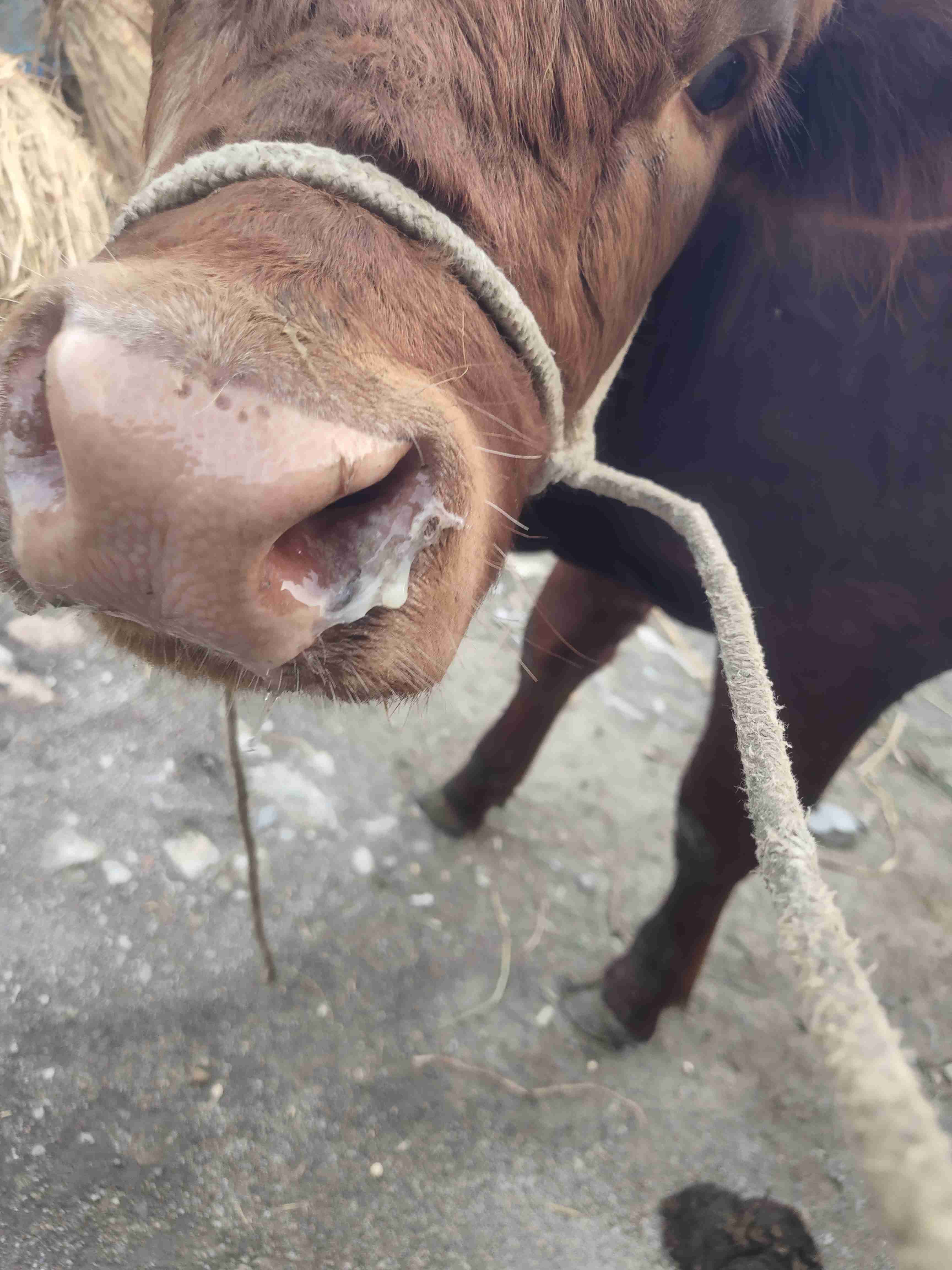 牛犊肠粘膜脱落的图片图片