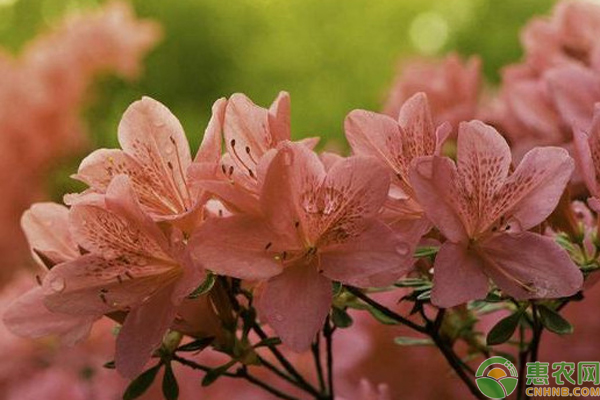 杜鵑花干葉掉葉怎么辦？-圖片版權(quán)歸惠農(nóng)網(wǎng)所有