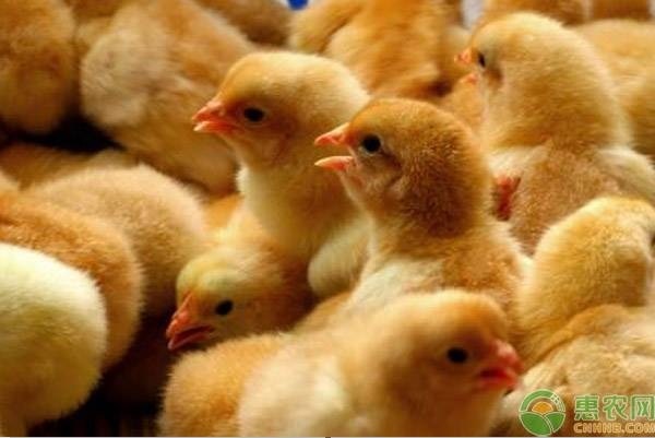 2022年鸡苗价格多少钱一只？