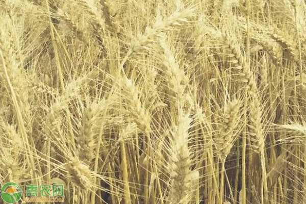 2022五一小麦价格多少钱一斤？