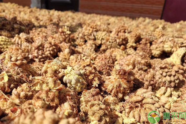 正宗的松花粉价格多少钱一斤？