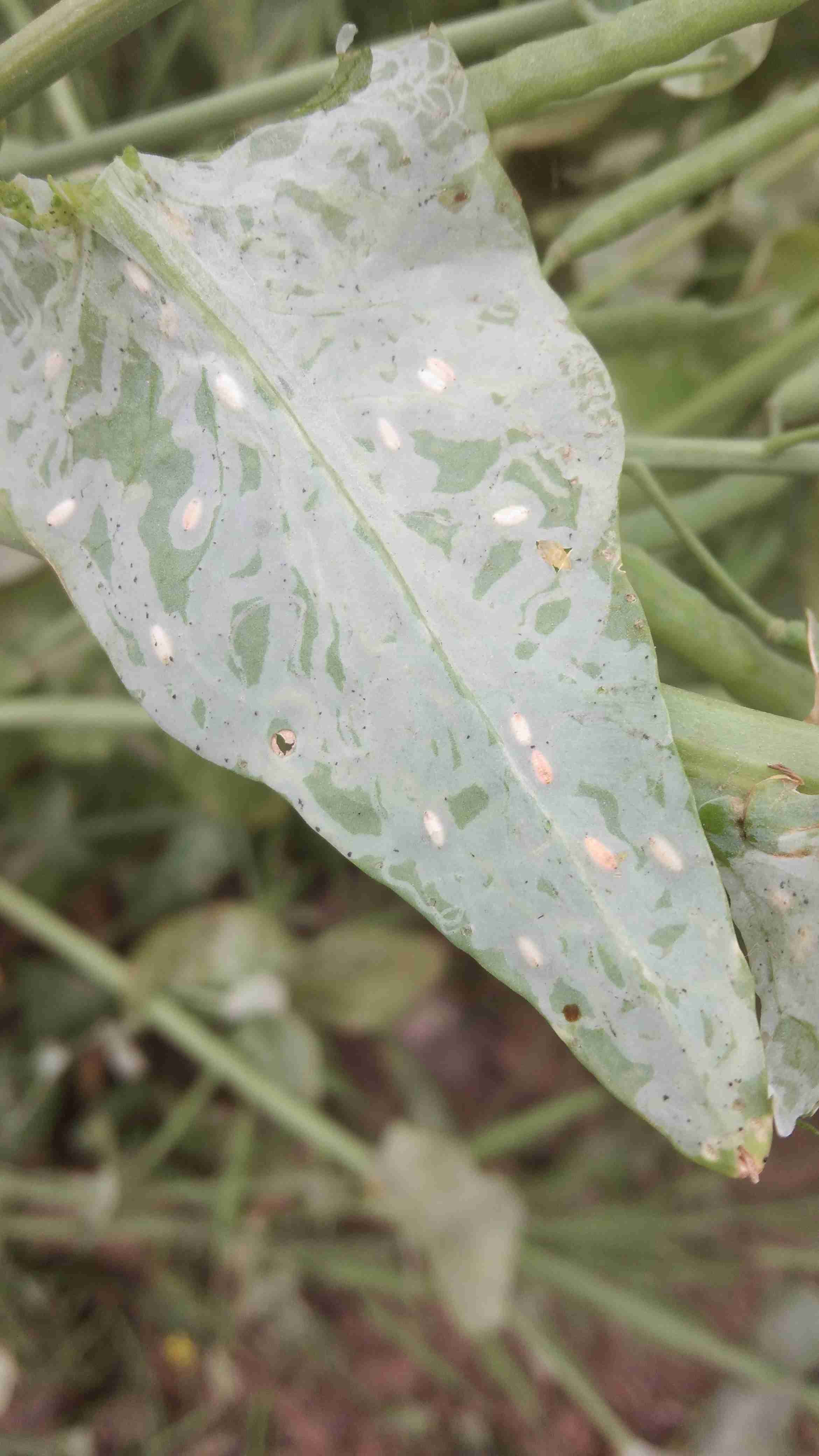 的油菜叶面有白色像虫子爬状的不规则条纹背面有白色虫卵状的小突起