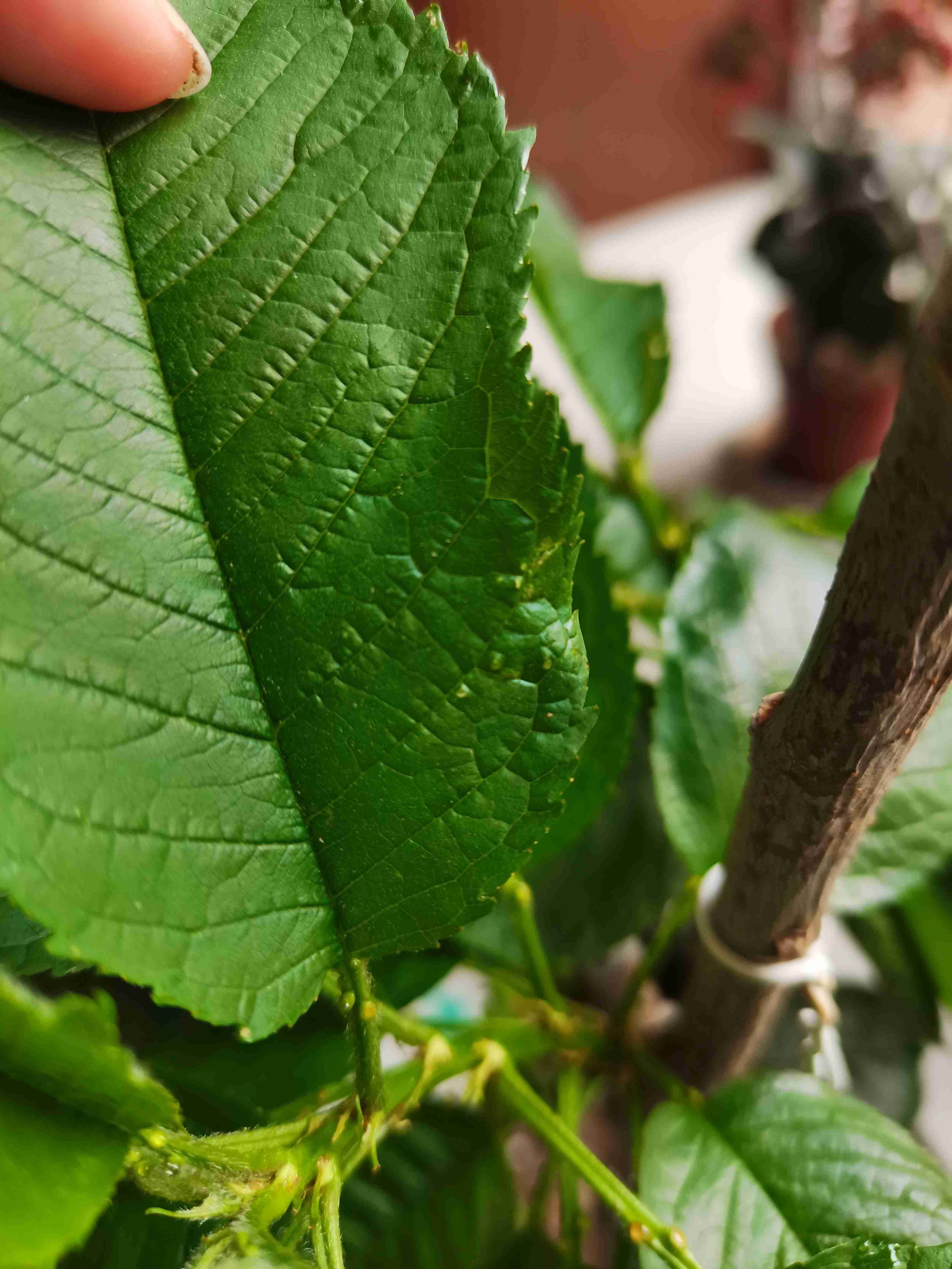 老师您好今天发现樱桃叶子有针眼大小的小洞也没看到虫子请问是虫子吃