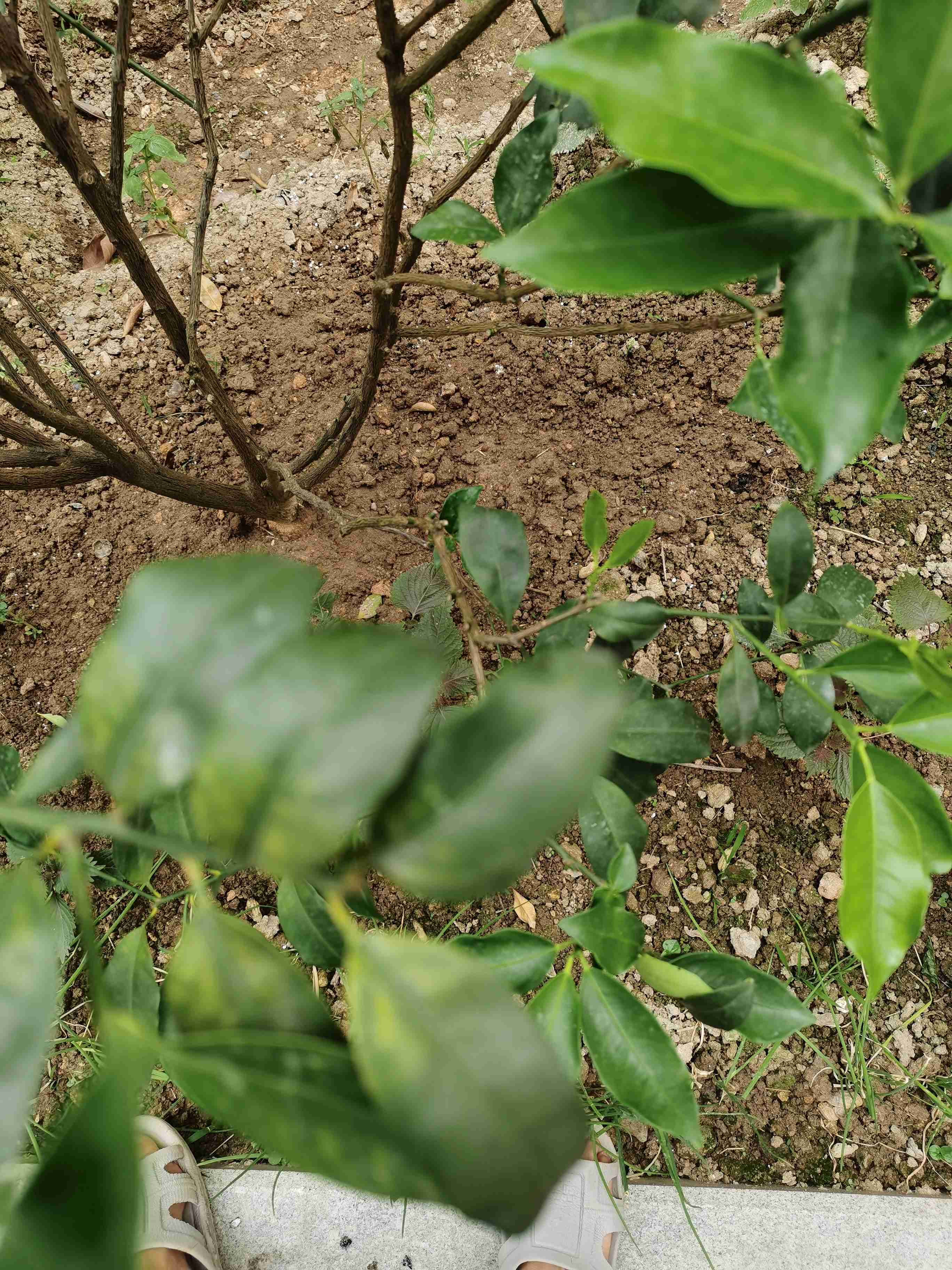 盆栽金桔叶子卷曲变干图片