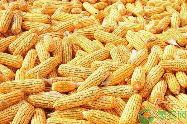 2022河北干玉米价格多少钱一斤？