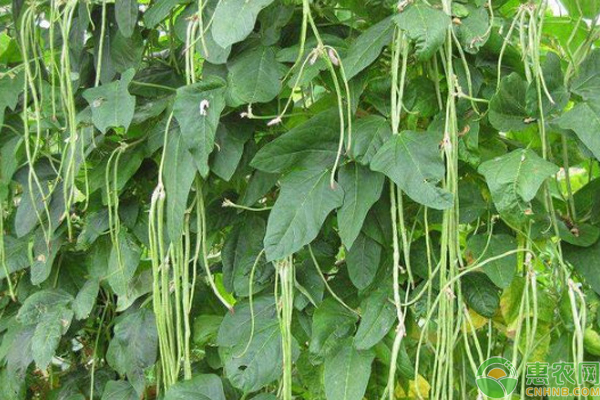 長豆角的種植方法和時間-圖片版權歸惠農(nóng)網(wǎng)所有