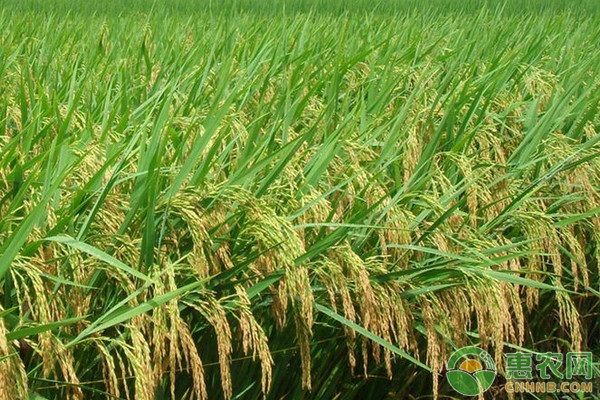 吉宏6号水稻品种图片