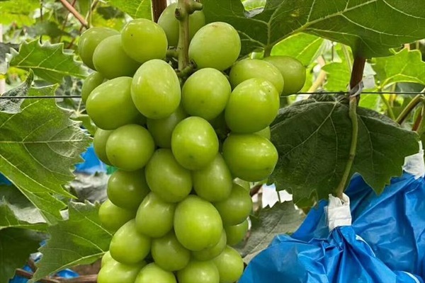 新疆吐鲁番市有哪些特产水果？