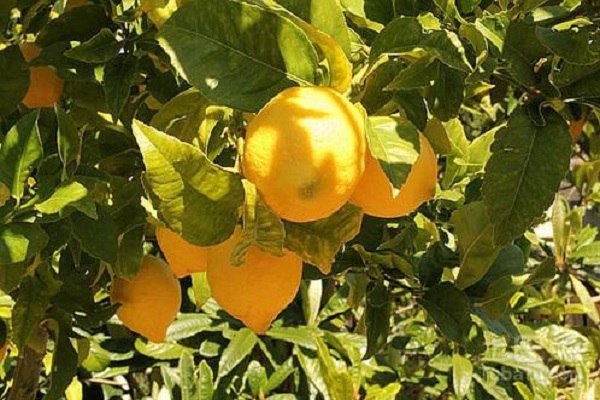 种植柠檬成本一亩地大约多少？利润如何？