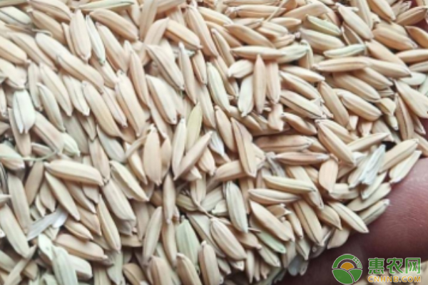 最新水稻价格多少钱一斤？