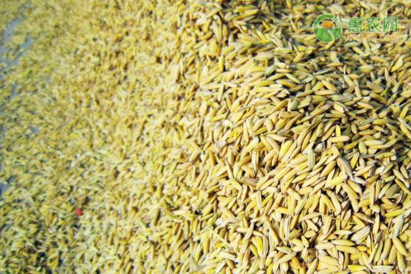 最新水稻价格多少钱一斤？
