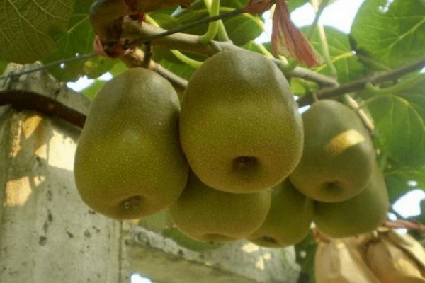 国内猕猴桃主栽品种及其特征介绍