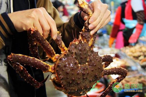 2022长脚蟹价格多少钱一斤？