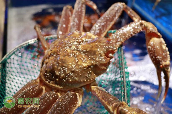 2022长脚蟹价格多少钱一斤？
