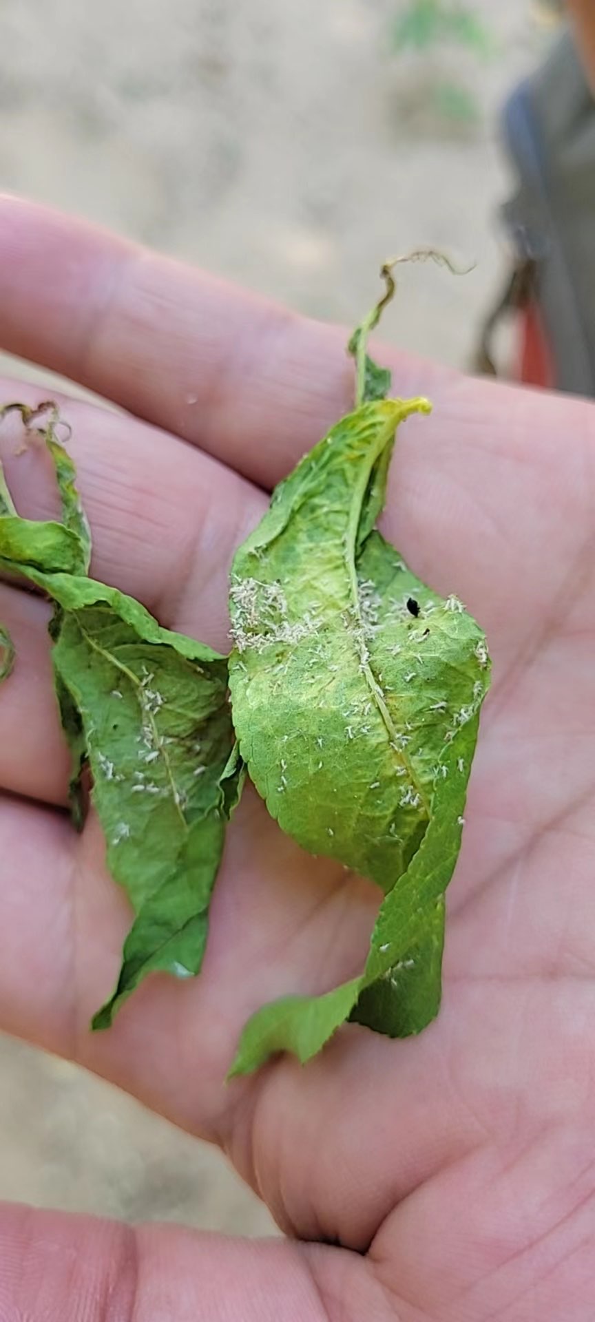 桃树上长的虫子麻烦请问这是什么虫怎样防治