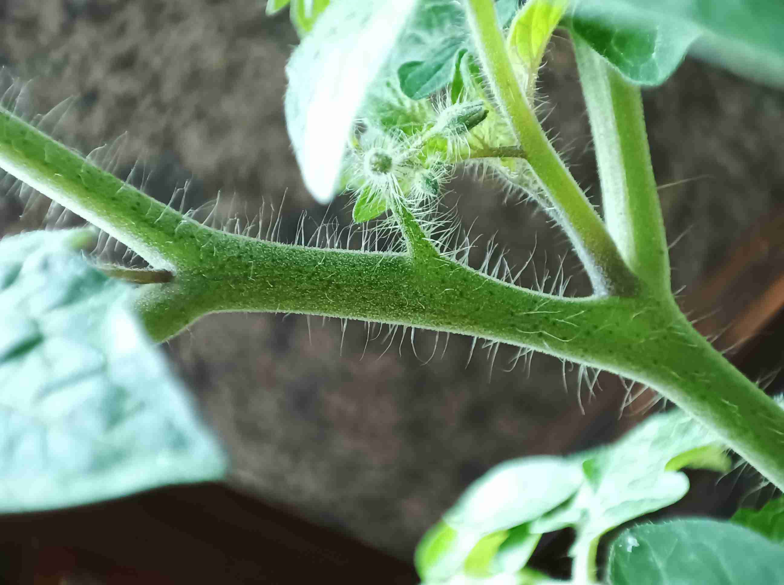 矮生番茄茎上面长了黑色的小点大概是针尖大小请问这是病吗需要怎么治