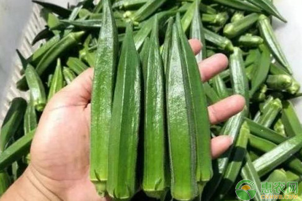 秋葵如何管理才能保證增產(chǎn)增量？-圖片版權(quán)歸惠農(nóng)網(wǎng)所有