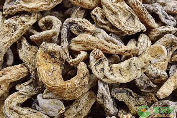 天麻種植時間及管理方法-圖片版權歸惠農網所有