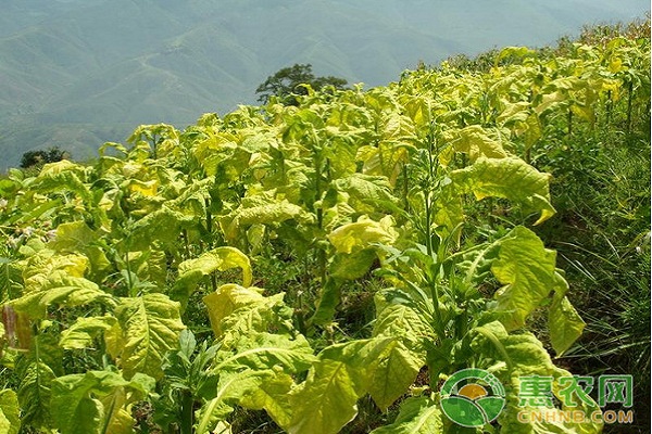 烤烟采摘技术及注意事项-图片版权归惠农网所有