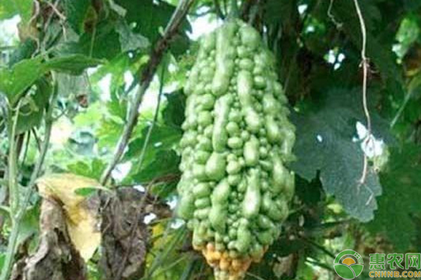 怎樣防治苦瓜的蔓枯??？-圖片版權(quán)歸惠農(nóng)網(wǎng)所有