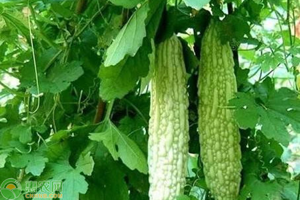 怎樣防治苦瓜的蔓枯??？-圖片版權(quán)歸惠農(nóng)網(wǎng)所有