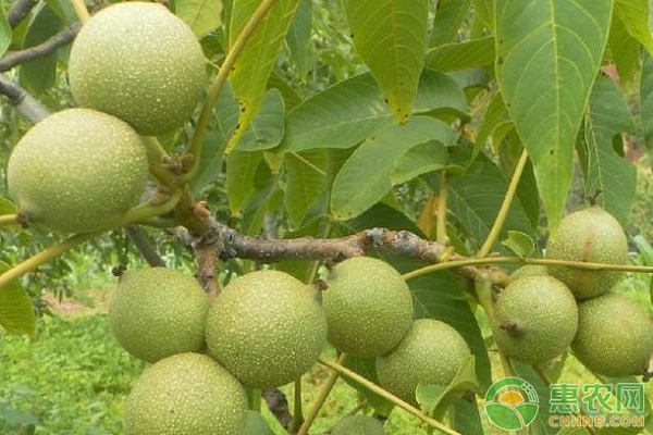 种植课堂：核桃夏剪五技法-图片版权归惠农网所有