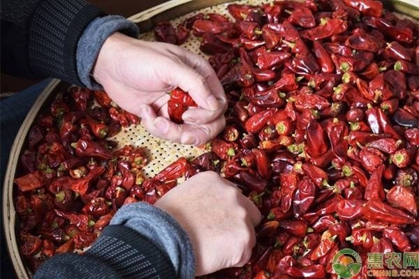 干辣椒朝天椒现在价格多少元一斤？