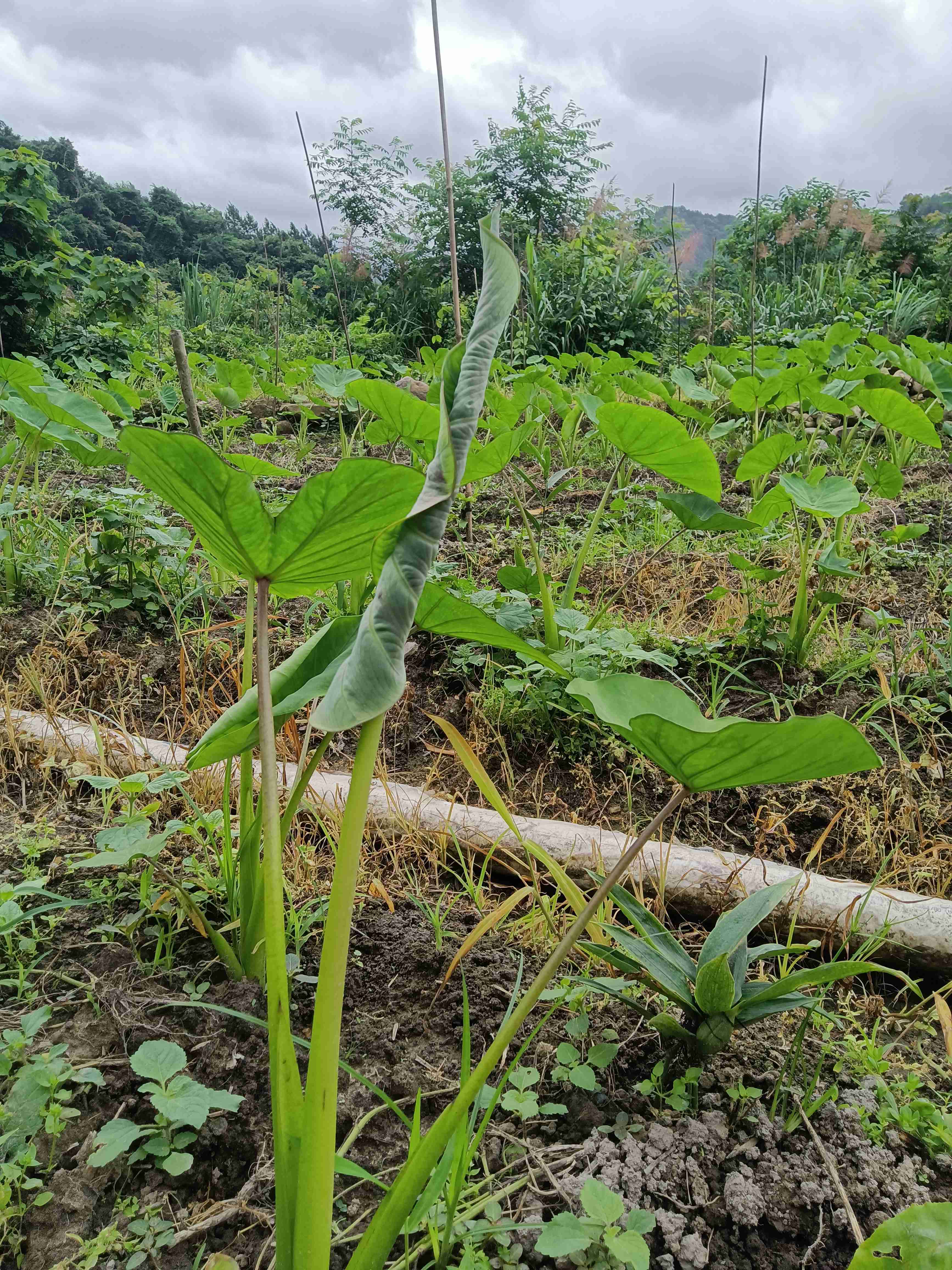 老師您好芋頭心的那一張葉長出來總是卷著的那是什麼原因