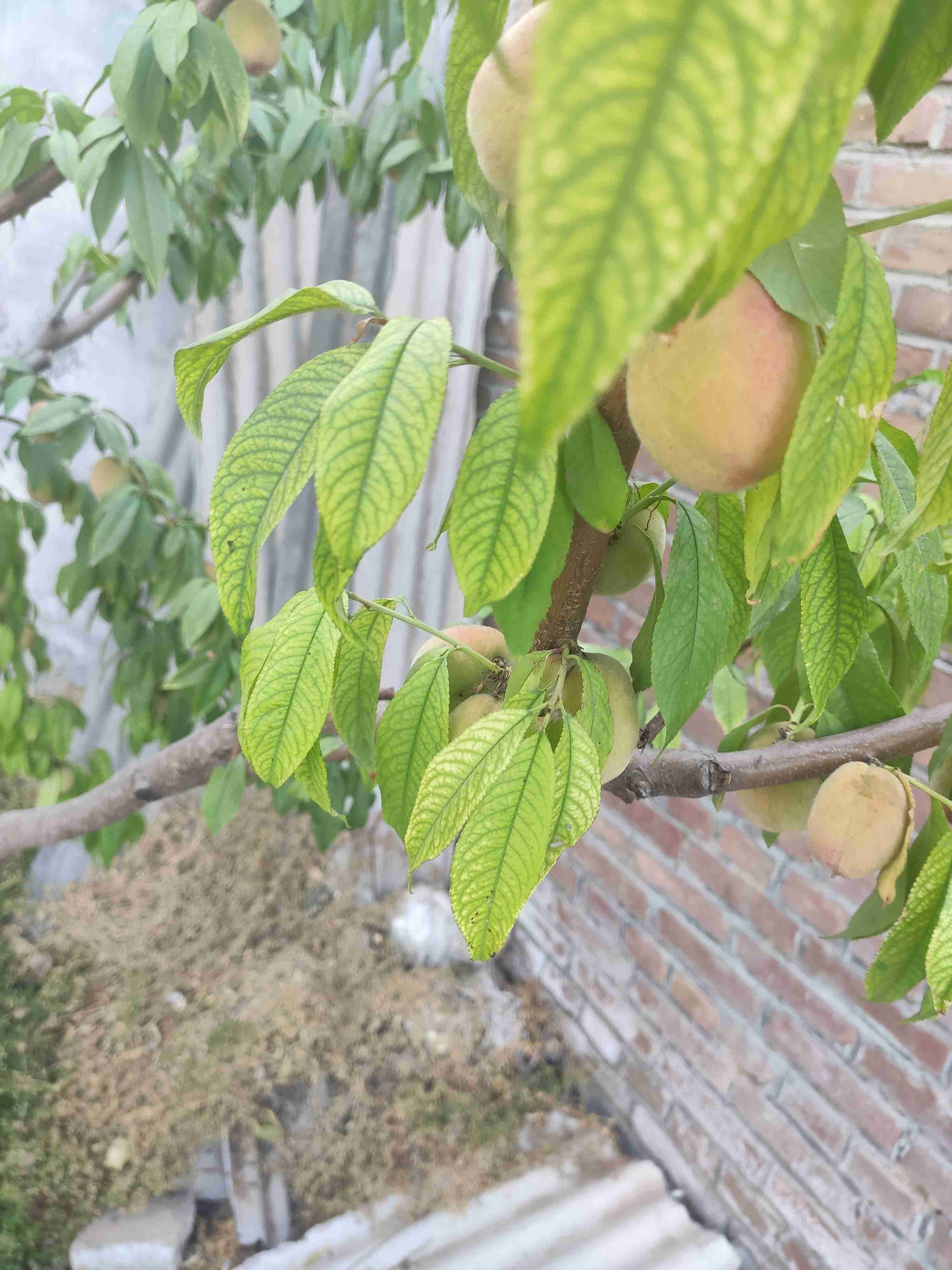 毛桃树前段时间叶子发黄喷施了一些硫酸亚铁有一点效果但是树整体长势