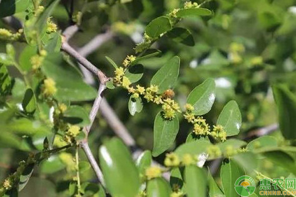 枣树只开花不结果怎么办？-图片版权归惠农网所有