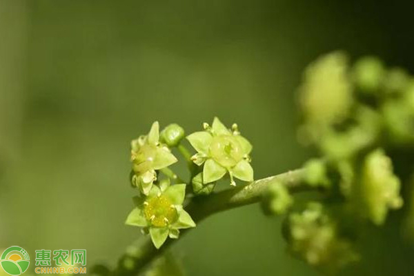 枣树只开花不结果怎么办？-图片版权归惠农网所有