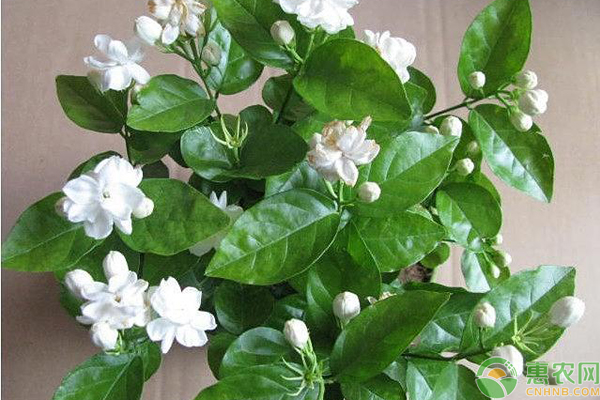 垂絲茉莉小苗幾年開花？有哪些養(yǎng)護(hù)要點(diǎn)？-圖片版權(quán)歸惠農(nóng)網(wǎng)所有