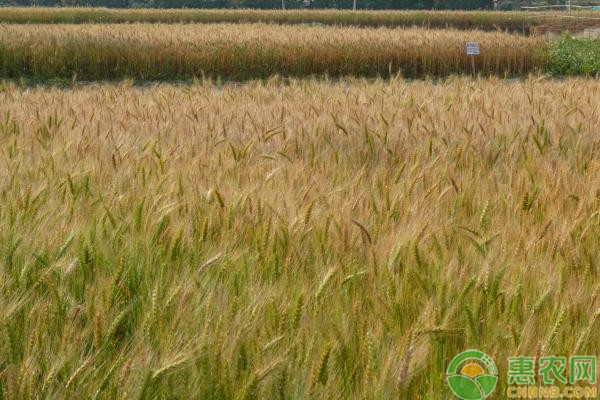 2022内蒙古小麦价格多少钱一斤？