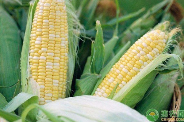 2022河北玉米价格多少钱一斤？