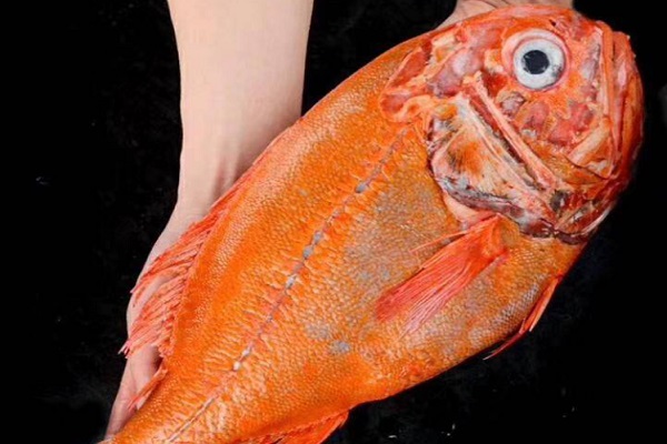 贵州长寿鱼图片