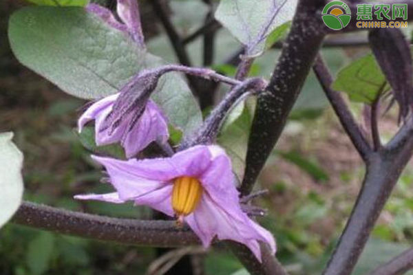 茄子开花不结茄子什么原因 农技学堂 惠农网