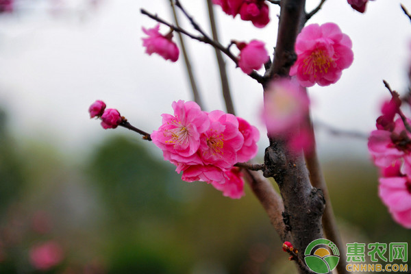 桃花什么时候开？花期怎么养护？-图片版权归惠农网所有