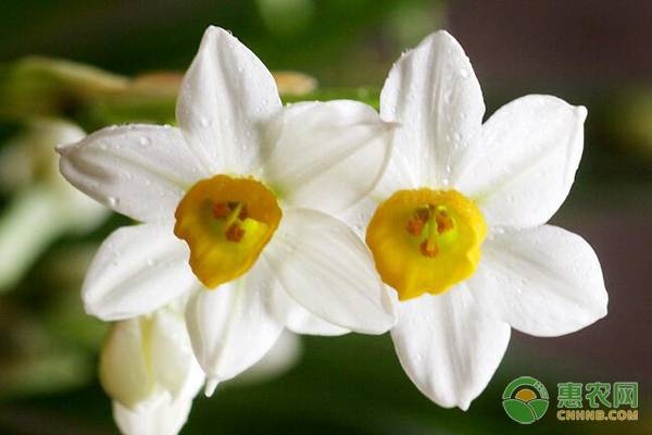 水仙花开完花以后怎么处理？-图片版权归惠农网所有