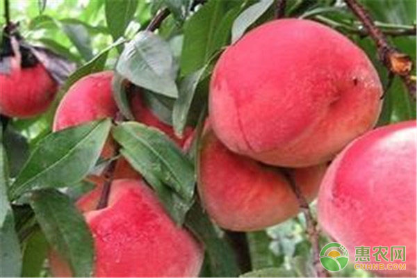 山东桃子多少钱一斤？
