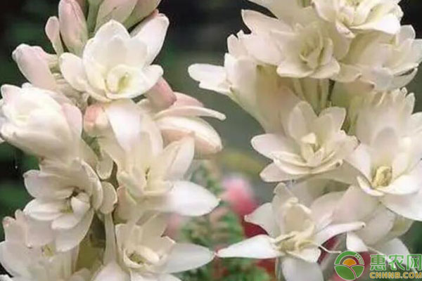 晚香玉露地栽培方法-圖片版權(quán)歸惠農(nóng)網(wǎng)所有