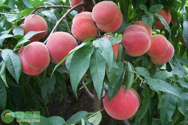 山东桃子多少钱一斤？