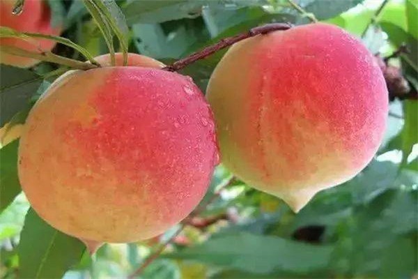 山东桃子的品种介绍