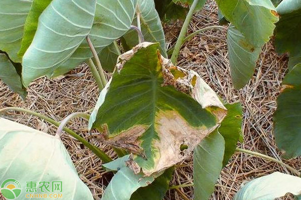 种植芋头怎么防治黄萎病？-图片版权归惠农网所有