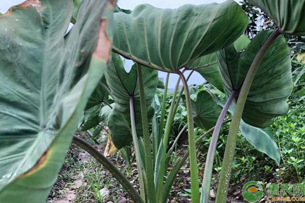 种植芋头怎么防治黄萎病？-图片版权归惠农网所有