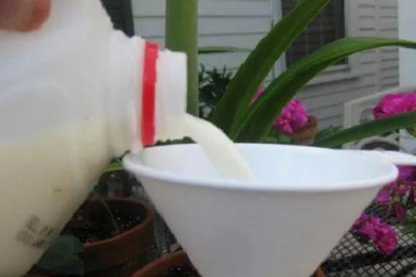 过期牛奶能当肥料浇蔬菜吗？