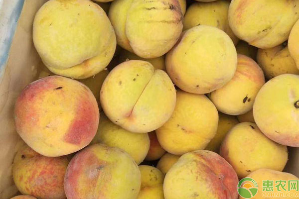 金童黄桃价格多少钱一斤？