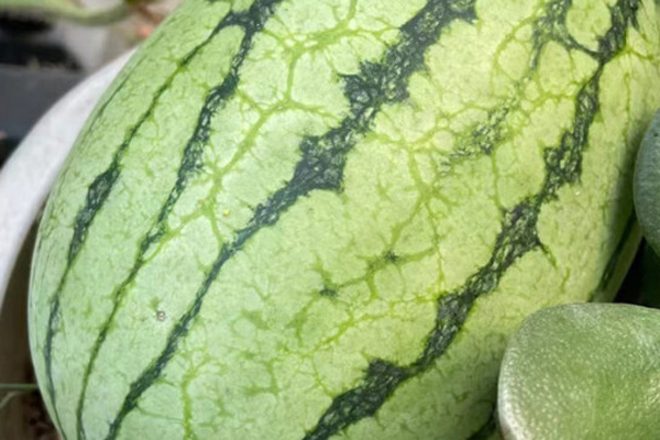 常见的西瓜品种有哪些？